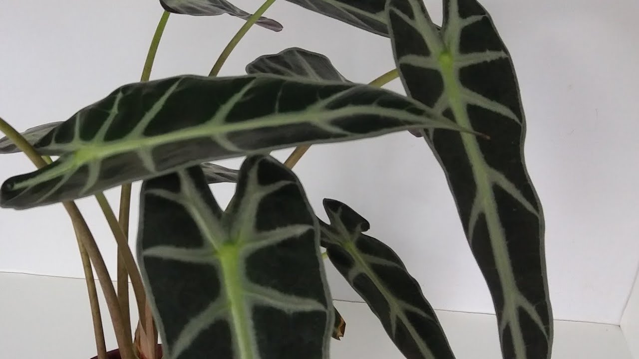 #COMO CULTIVAR  ALOCÁSIA  /REPLANTE/#Planta cara de cavalo FLORESTERAPIA COM A RO