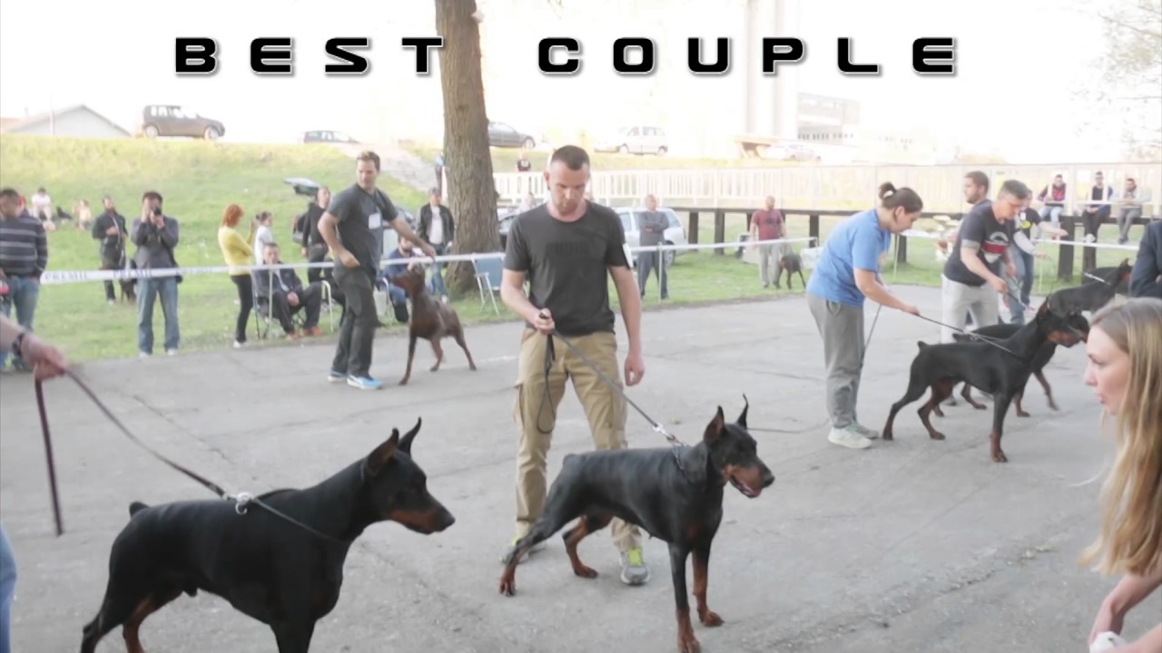 VIII Special Doberman Show Backa Palanka - Serbia
