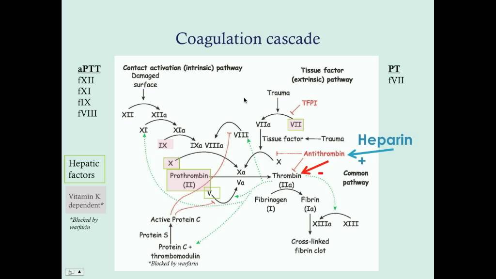 Newborn Hematologic Disorders (Part 1) - CRASH! Medical Review Series