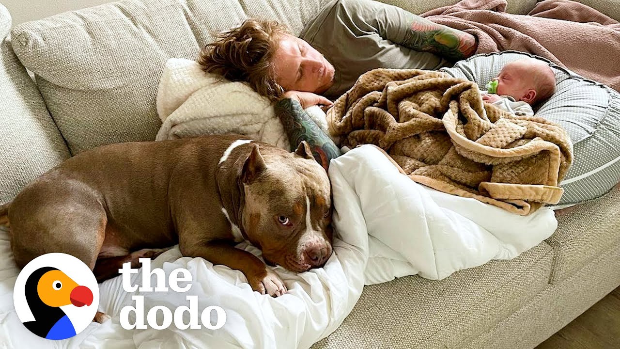 Pittie Gets So Jealous Of His New Human Brother, He Starts Sleeping On The Couch | The Dodo