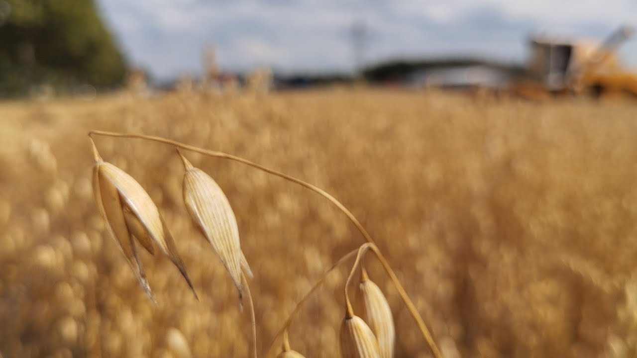 Żniwa owsiane 2k23 w akcji🔥sampo roselnew 690 i fiat F100🔥