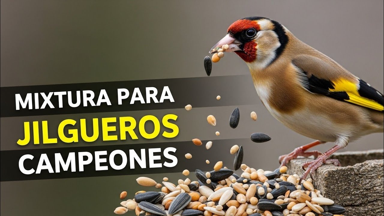 🏆 MIXTURA SECRETA para Jilgueros CAMPEONES 🐦 | Fórmula REVELADA 2025
