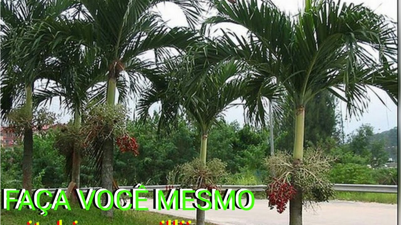 COMO FAZER MUDA DE veitchia merrillii PALMEIRA HAVAI PARA JARDIM  #SítioGilSat