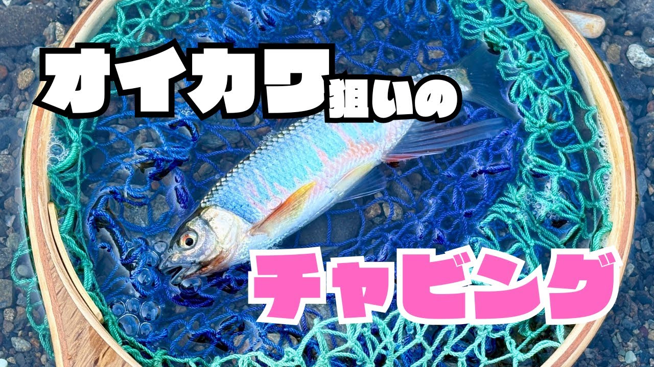 美しい婚姻色オイカワをルアーで狙う！6月末のチャビング。【チャビング#21】