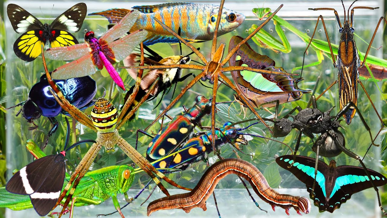 Ultimate Wild Bug Hunting Adventure: Catching Butterflies, Mantises, Beetles, Water Striders & More!
