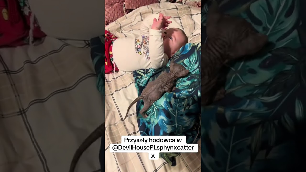 Социализация наших кошек &mdash; основа #devilhousepl #baby #cat #funny #breeding #sphynxcanadian