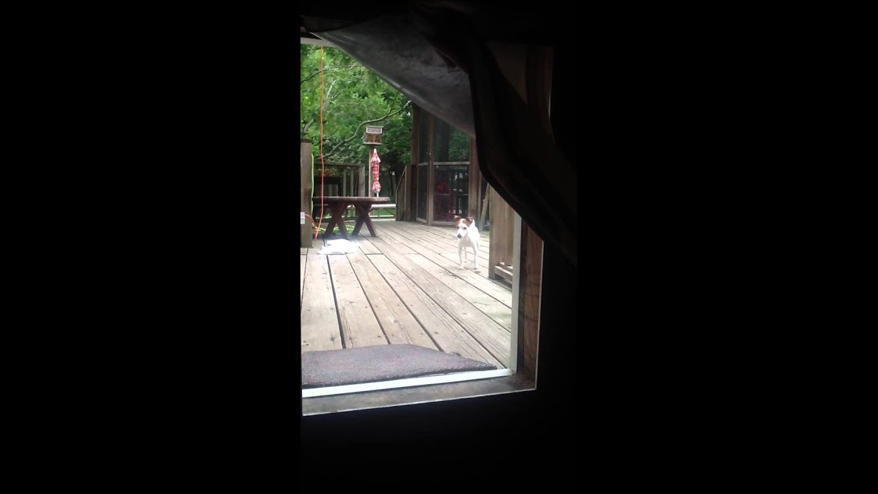 Patch is now scared of the dog door 2/4