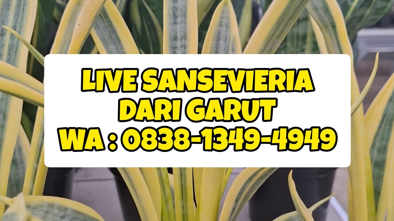 Herman Sansevieria sedang live sekarang!Live sansevieria dari garut