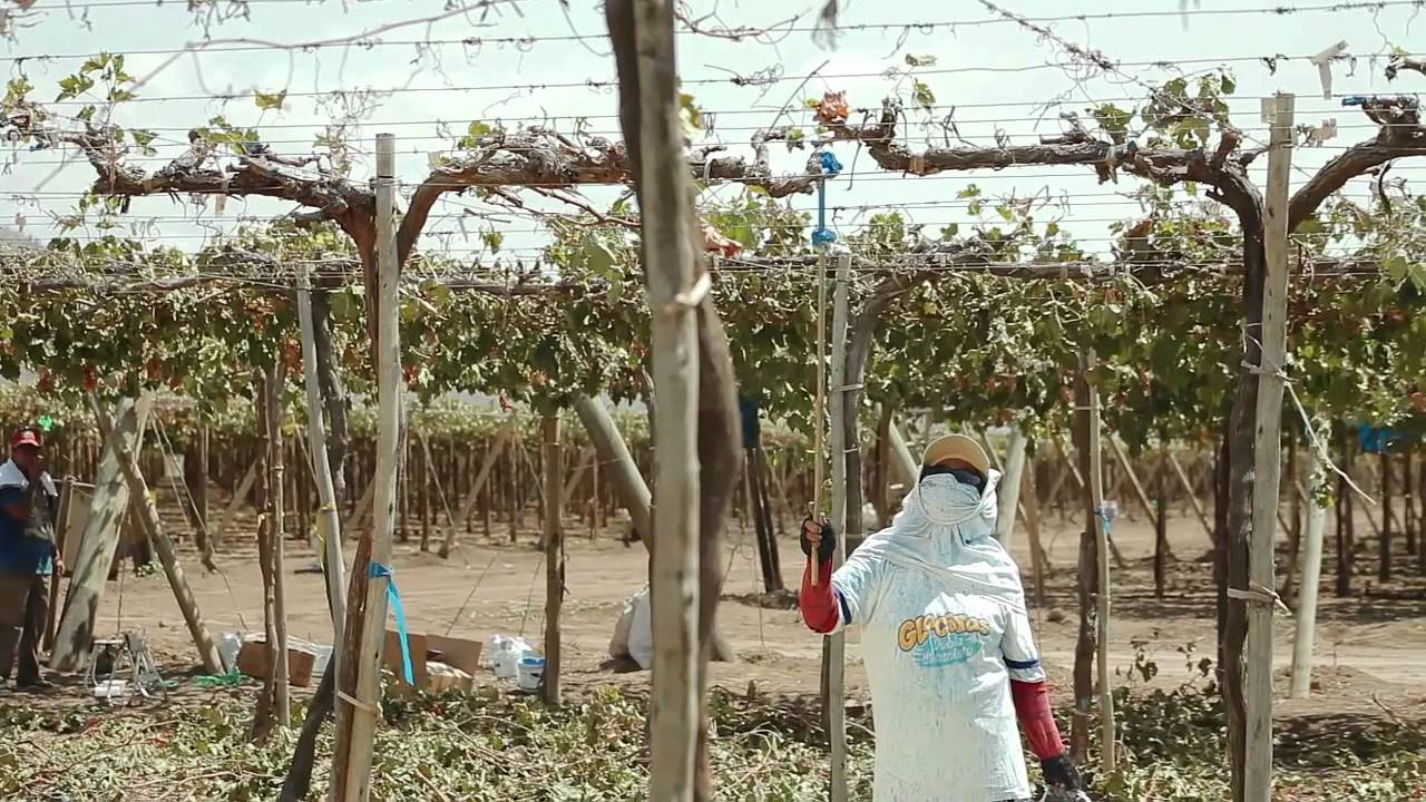 Agrícola San Juan