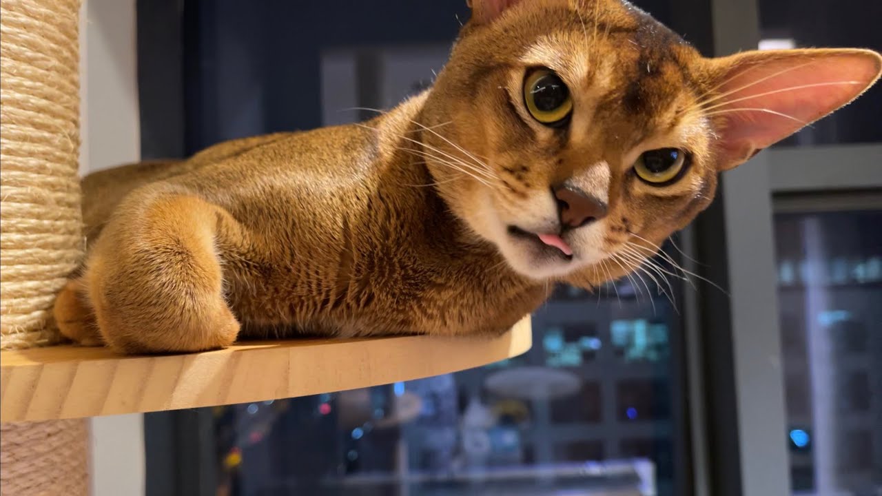 Human hand is so tasty. Abyssinian cat licking hand