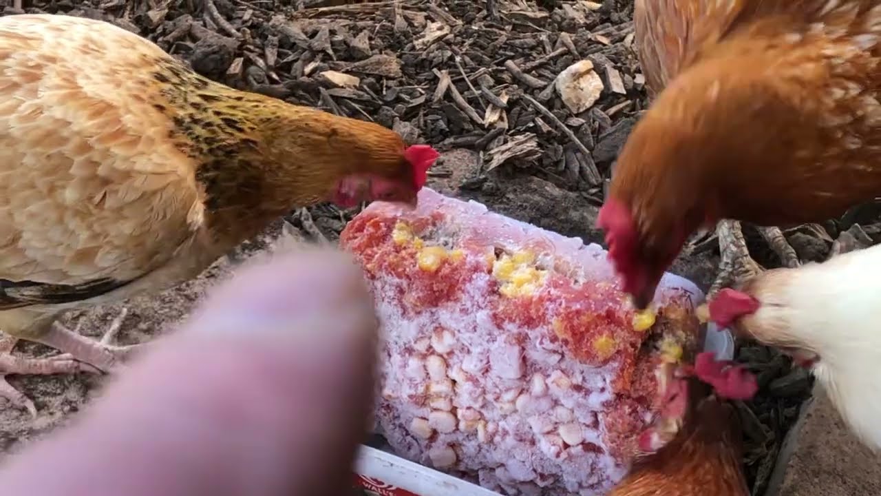 Marks Remarks: Chickens Eating a Frozen Block of Tomato & Sweet Corn. Hours of Fun For The Hens