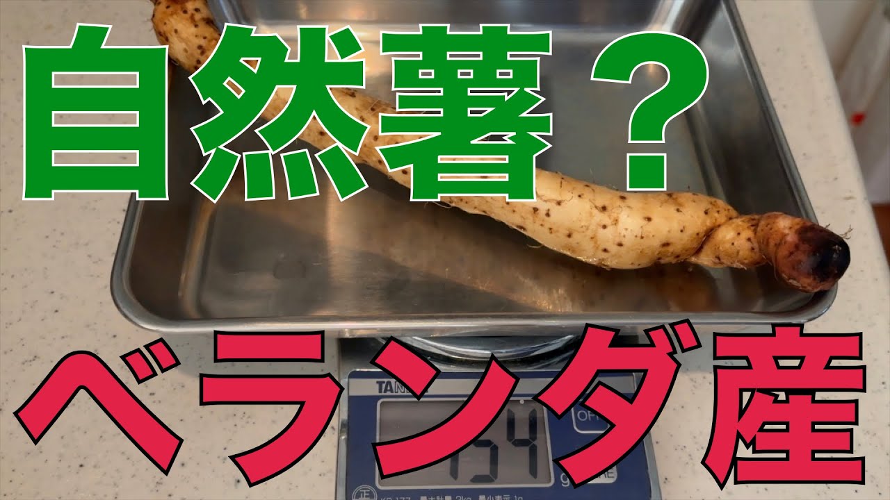 ベランダで自然薯を育てることはできるのか？　【ベランダ栽培】