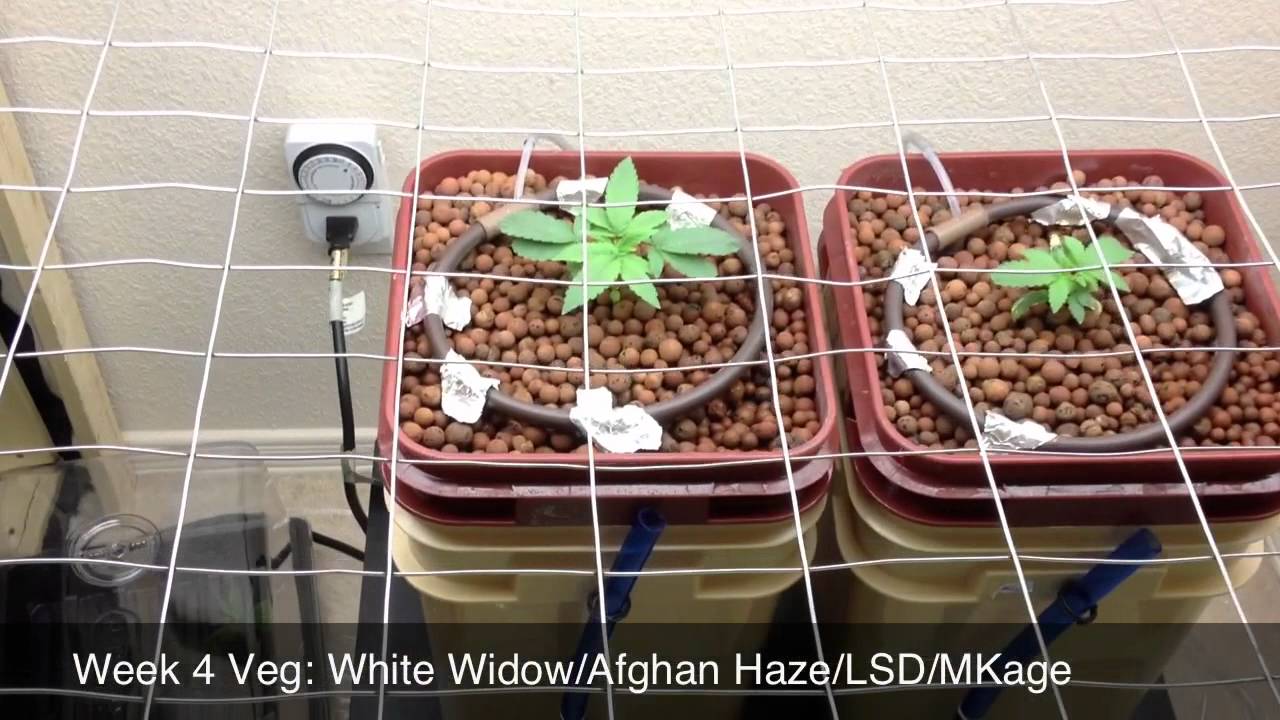 Week 4 (Veg) White Widow/Aghan Haze 33 Indoor Medical Marijuana Grow