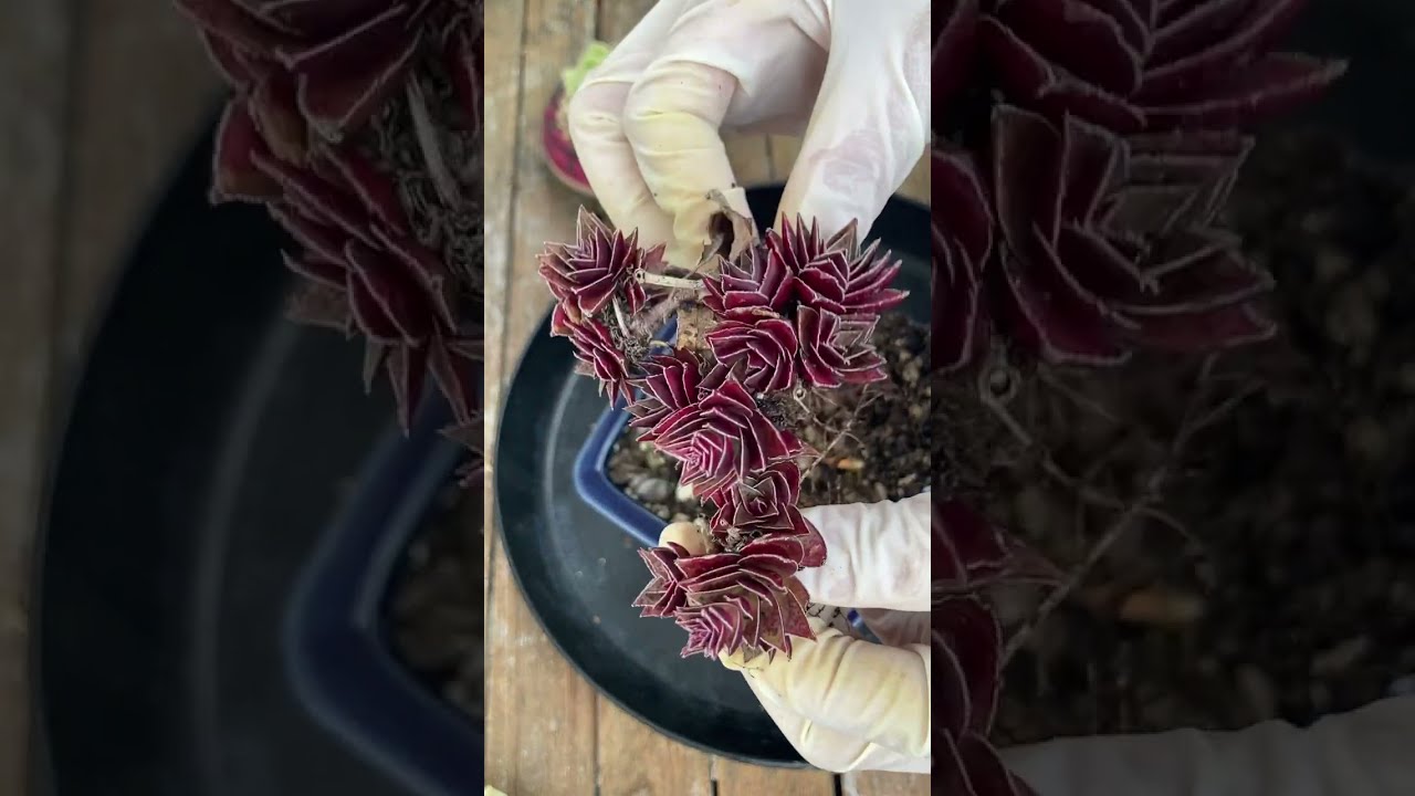 Repotting succulents- Thay chậu sen đá #senda #succulent #plants