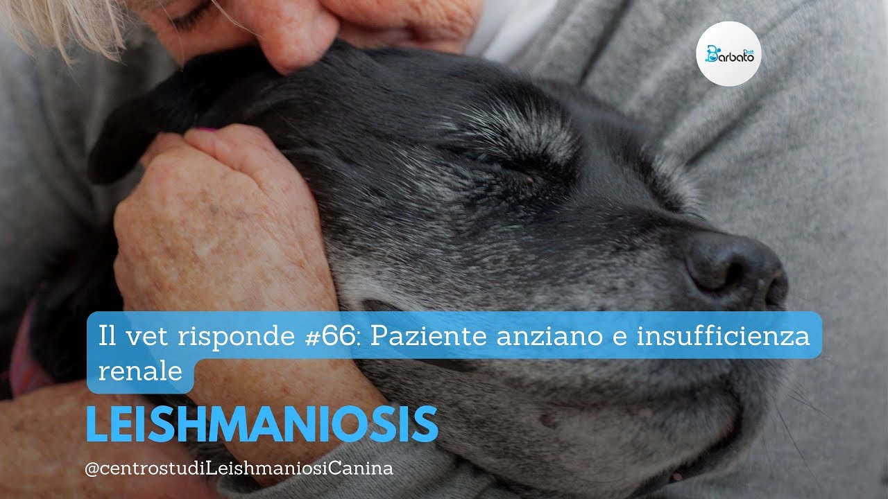 Il vet risponde #66: Paziente anziano e insufficienza renale