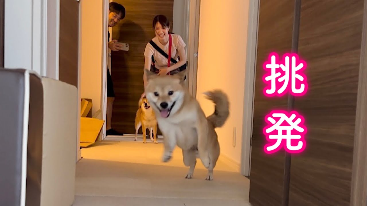 蛇を見て興奮！帰宅後も落ち着かずニコニコしながら家族みんなを挑発してくる柴犬が可愛い