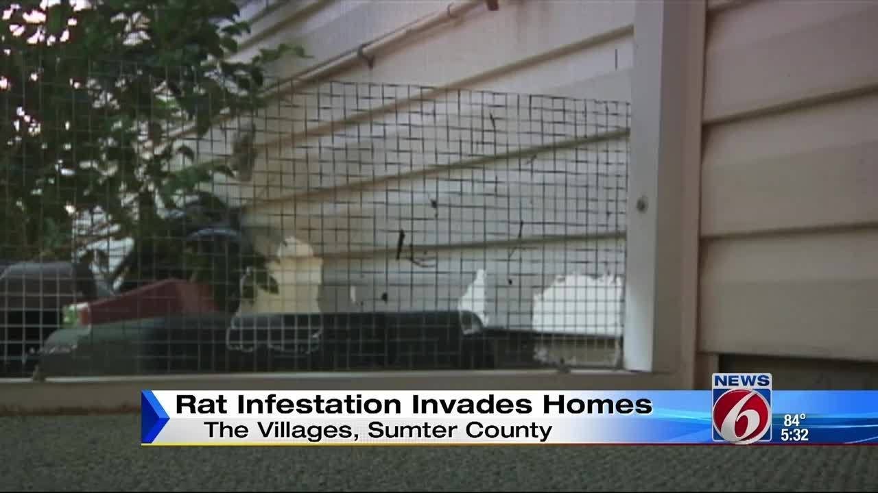 Rat infestation invades homes