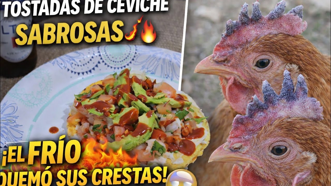 Tostadas de Ceviche de Camarón Bien Perronas 🦐🔥 | El Frío Quemó las Crestas a Mis Gallinas 🐔❄️