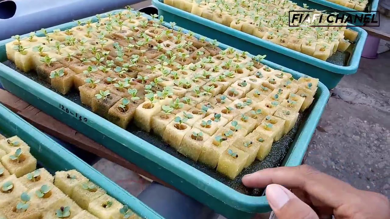 KENAPA SAYA MENGGUNAKAN SPON ? || INI ALASAN SAYA.... || Media tanam hidroponik