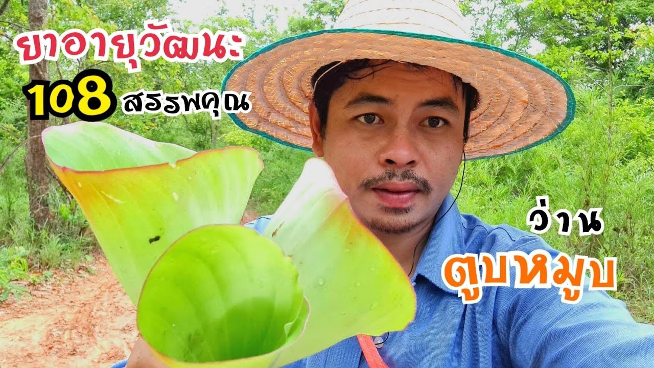 #EP82ว่านตูบหมูบ(เปราะป่า) สรรพคุณทางยาเพียบ แก้ไข้แก้หวัด สมุนไพรกลางป่า