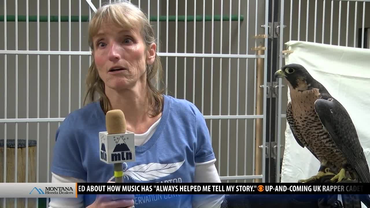 Our Community First: Montana Raptor Conservation Center takes flight