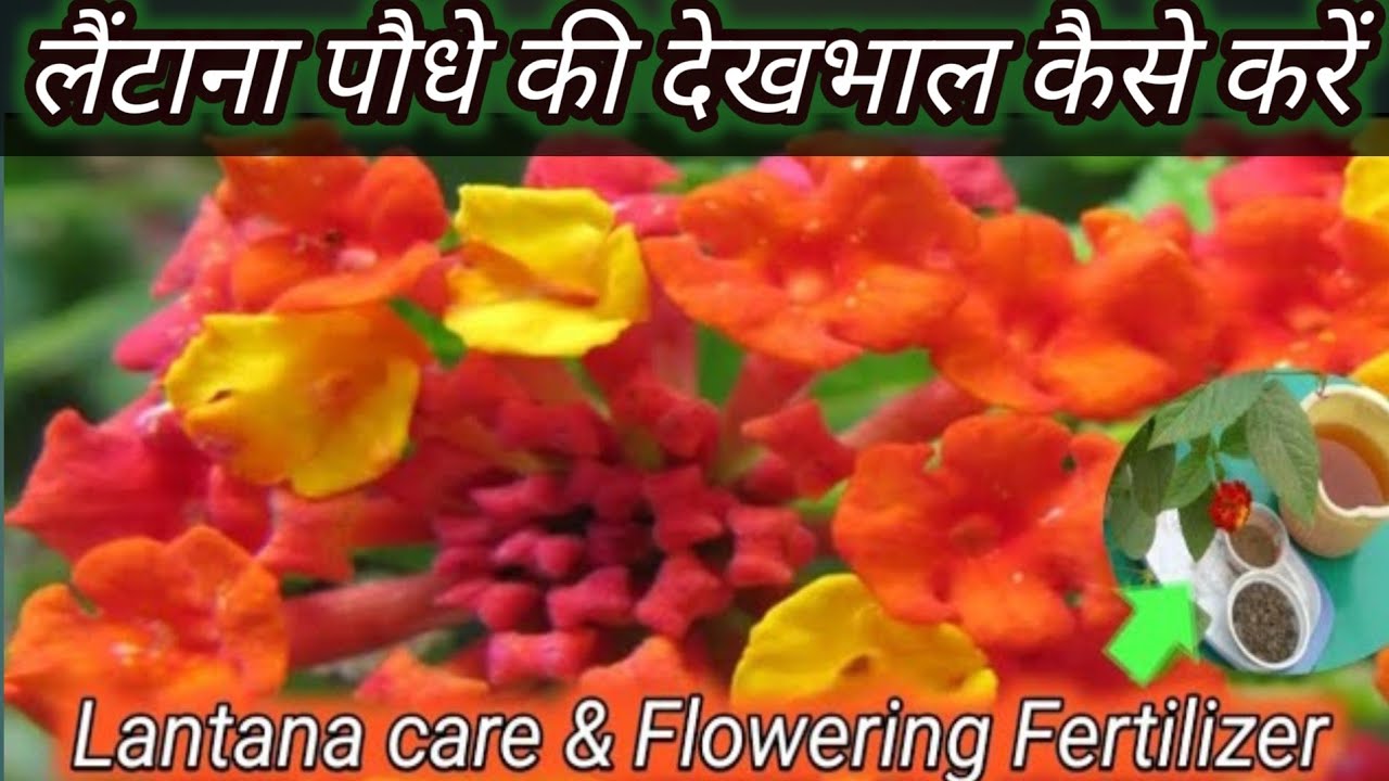 लैंटाना की देखभाल कैसे करें| Lantana plant care