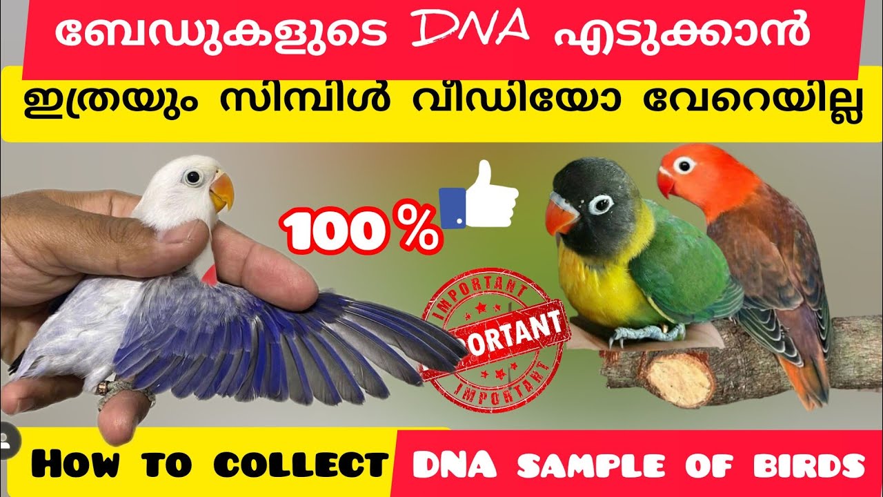 How to collect DNA sample.എങ്ങനെ ശരിയായ രീതിയിൽ ബേഡുകളുടെ DNA 🧬 എടുക്കാം|#birds#pets#parrots #pets