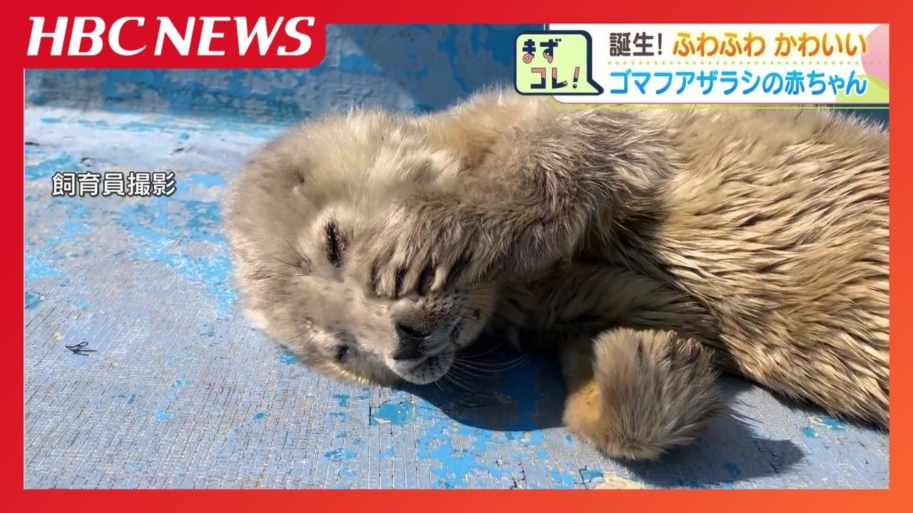 “もふもふ”ゴマフアザラシの赤ちゃん「幸せな気持ちになります」いましか見れない貴重な姿《稚内市・ノシャップ寒流水族館》きょうから一般公開