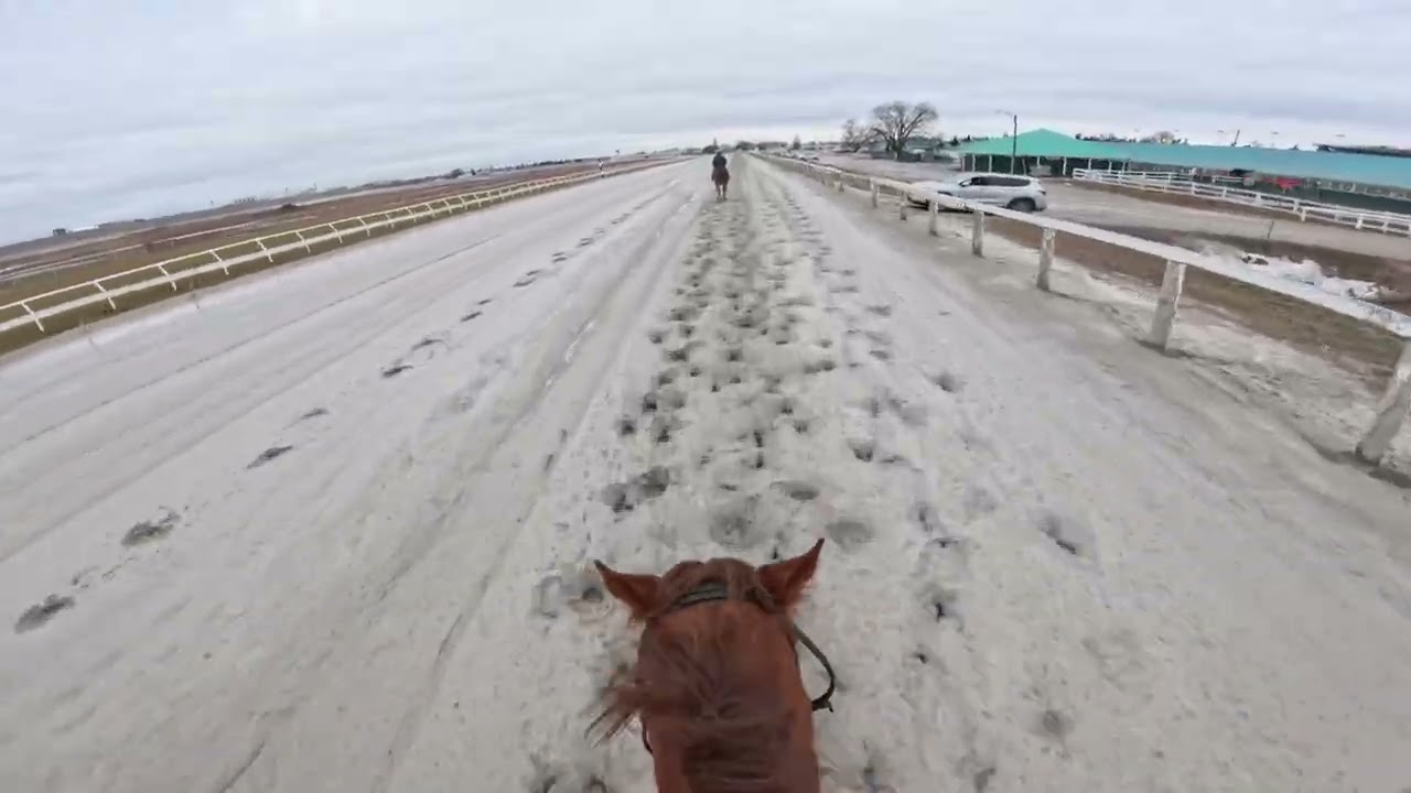 GOPRO Riding A Thoroughbred Day 3 Like For Daily Videos 