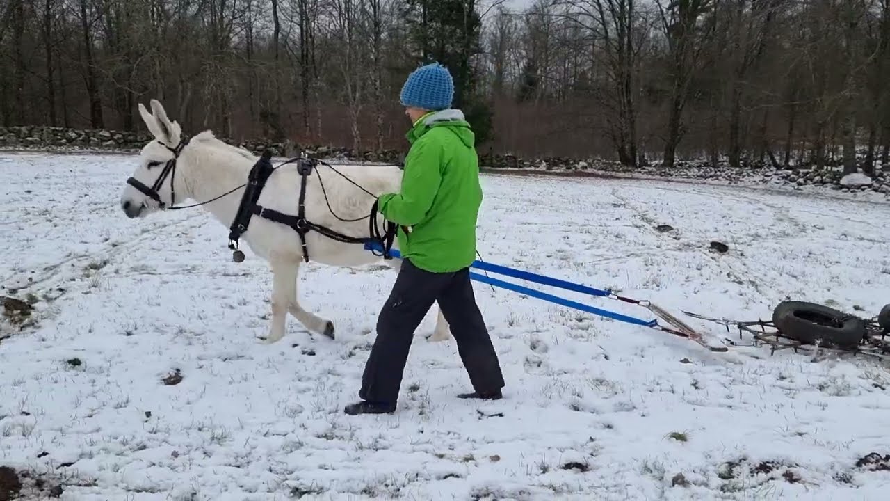 T&ouml;mk&ouml;rning med &aring;sna - ink&ouml;rning av &aring;sna - Donkey logging