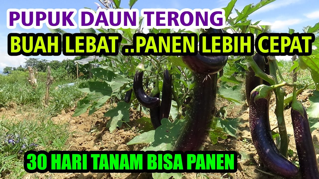 Pupuk Daun Terong Agar Berbuah Lebat dan Cepat Panen  PART 5