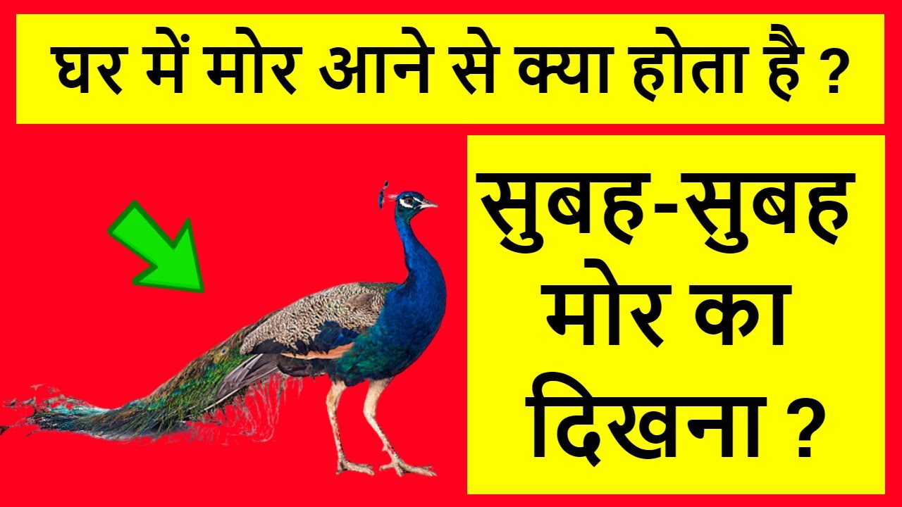 घर में मोर आने से क्या होता है || सुबह सुबह मोर देखने से क्या होता है || मोर देखना शुभ या अशुभ | mor