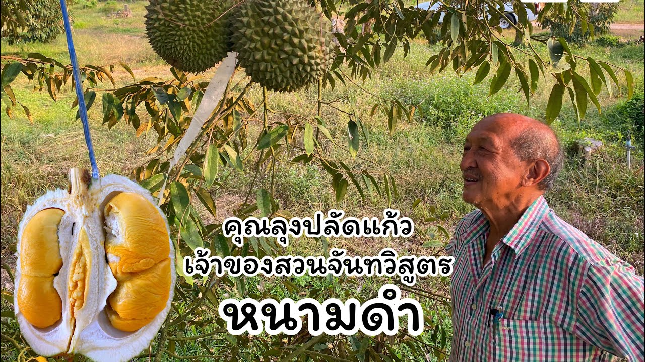 ต้นทุเรียนพันธุ์หนามดำ สวนจันทวิสูตร | ลุงหมูป้าตุ้ยพันธุ์ไม้