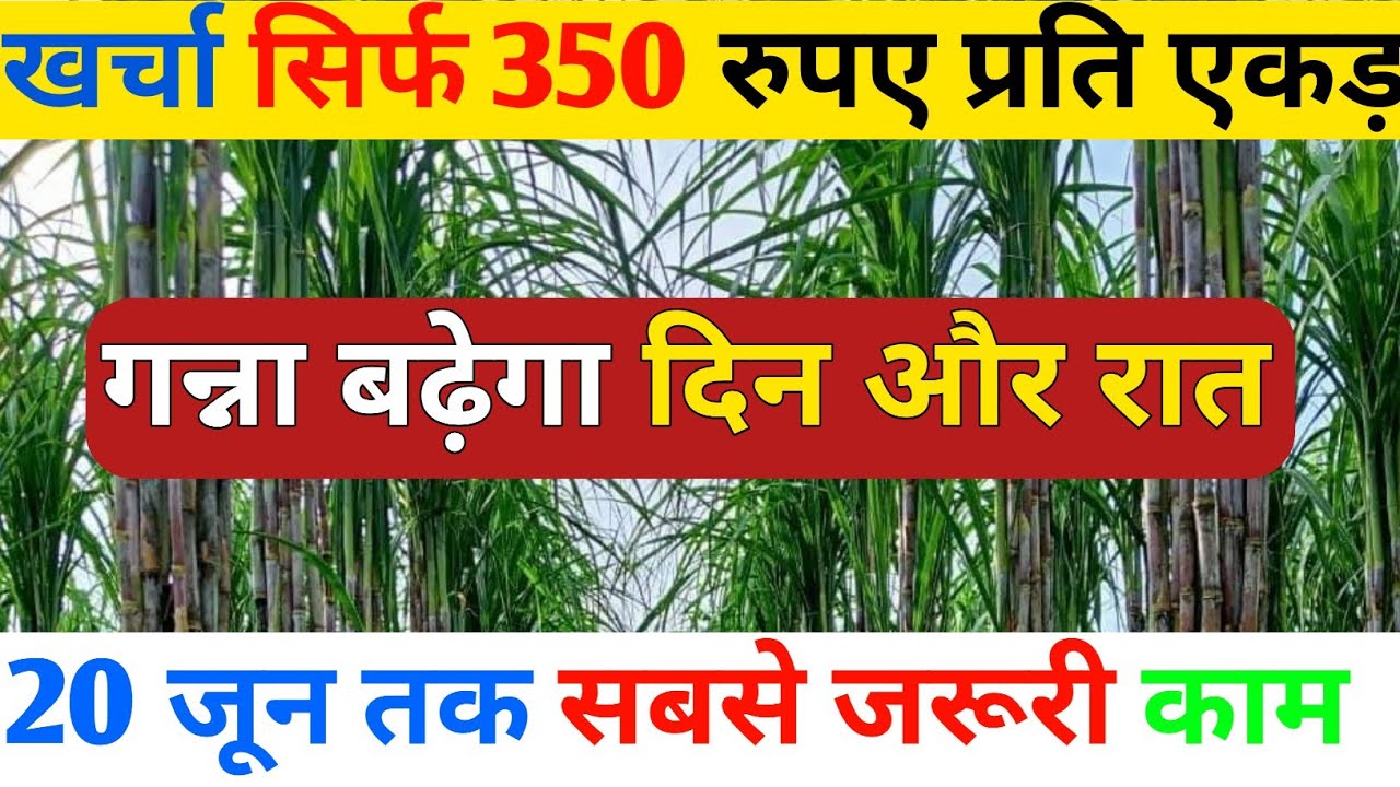 350 रुपए में गन्ने की होगी खतरनाक ग्रोथ । 20 जून तक जरूर करे गन्ने में ये काम । @AgricultureGuruji