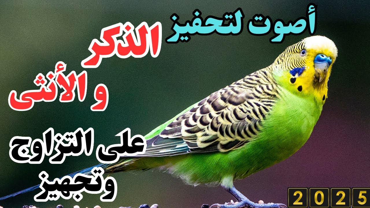 ساعتين من أقوى تغريد طيور الحب لي تجهيزها للتزاوج وقول وداعا للخمول 🐦😌