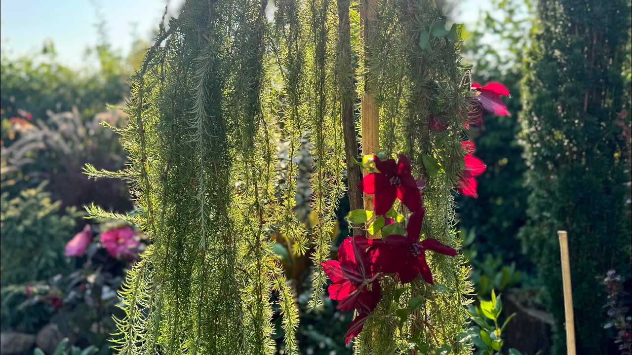 Новые растения нашли место в моём саду 🌸 Лох эббинге, Гибискус, Лоропеталум …