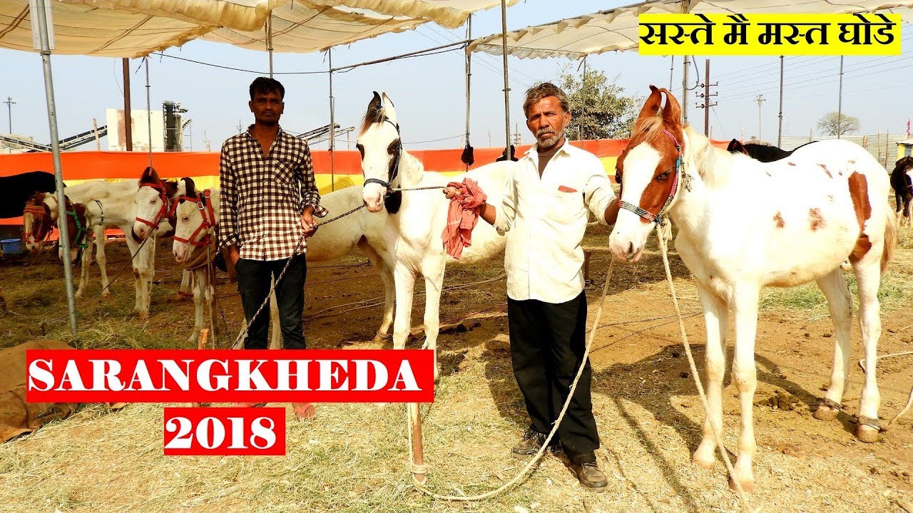 सस्ते मै मस्त बछरे  || Horses for Sale at SARANGKHEDA