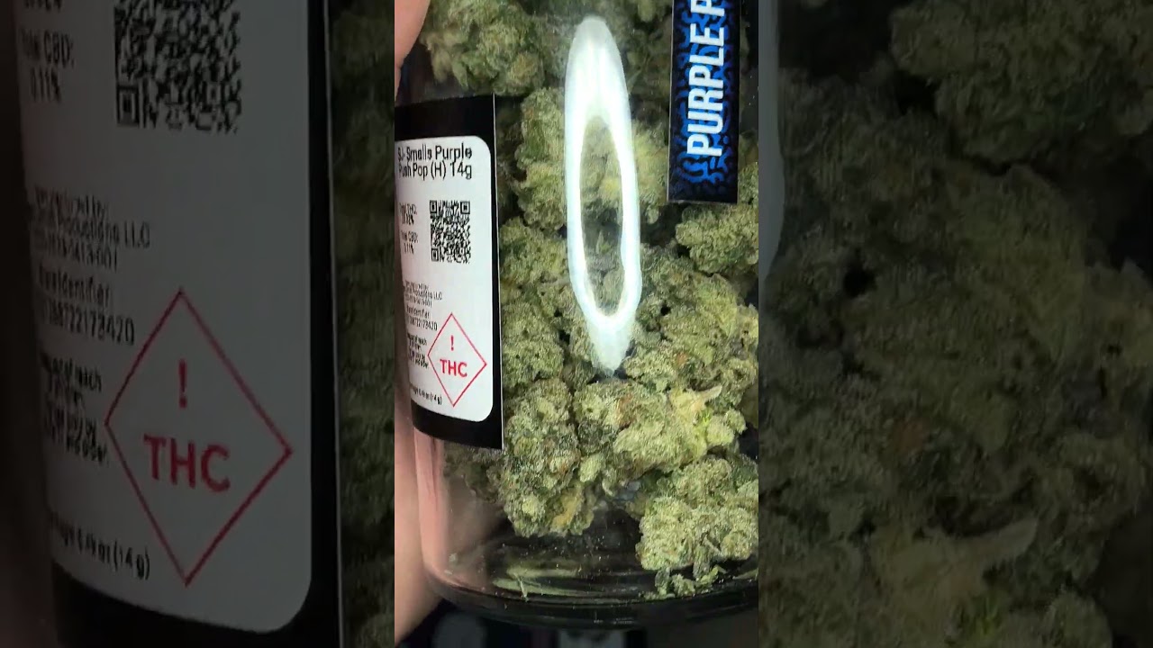 Seed Junky Genetics Purple Push Pop ! Very Delicious 🤤!