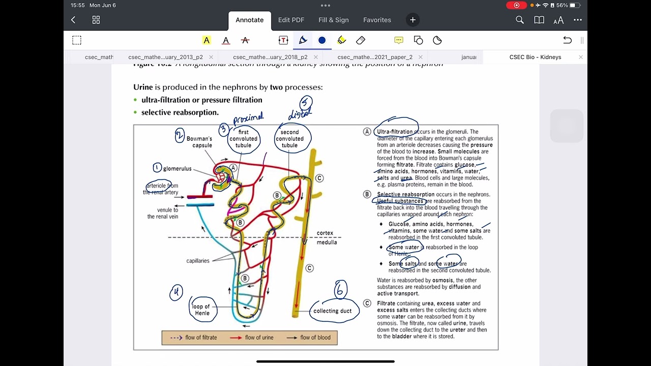 CSEC Biology - Excretion & Osmoregulation