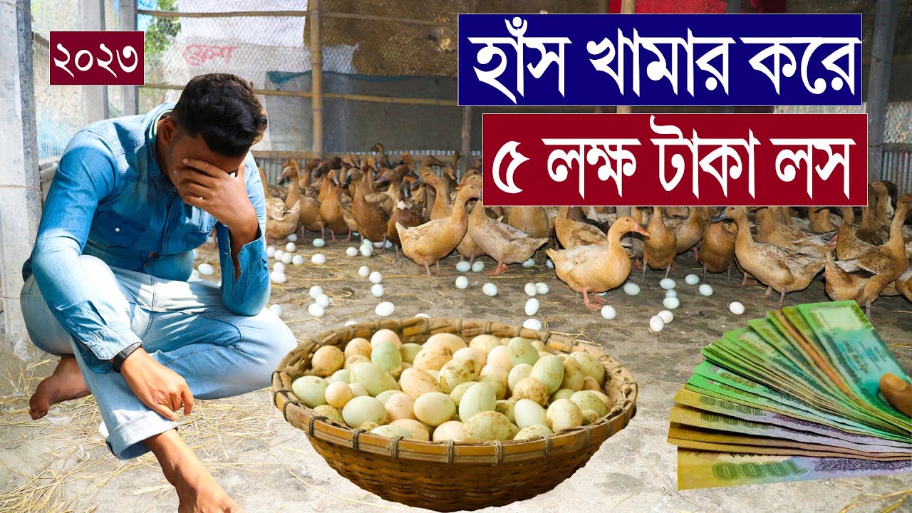 লস । ৫ লক্ষ টাকা লস প্রবাসী হাস খামার করে । গুরুত্বপূর্ন ভিডিওটি দেখুন নতুন খামারীদের জন্য সতর্ক