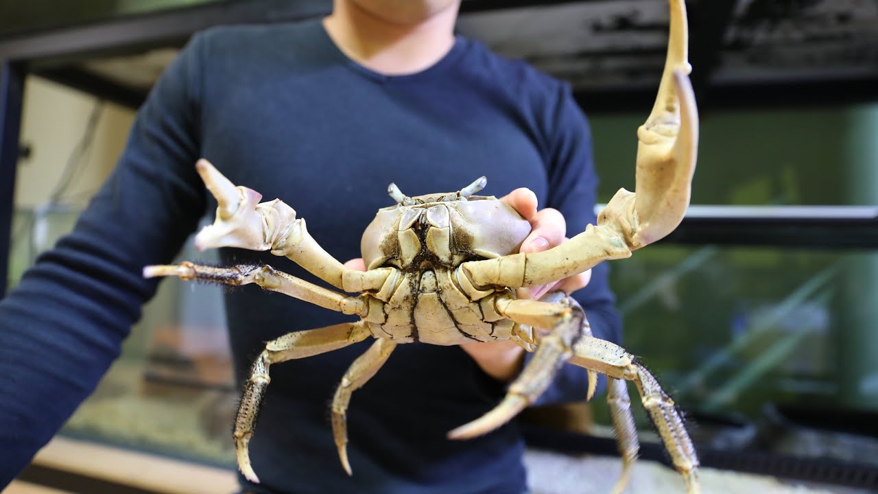 南の島で捕まえた巨大ガニの飼育環境をセッティング！