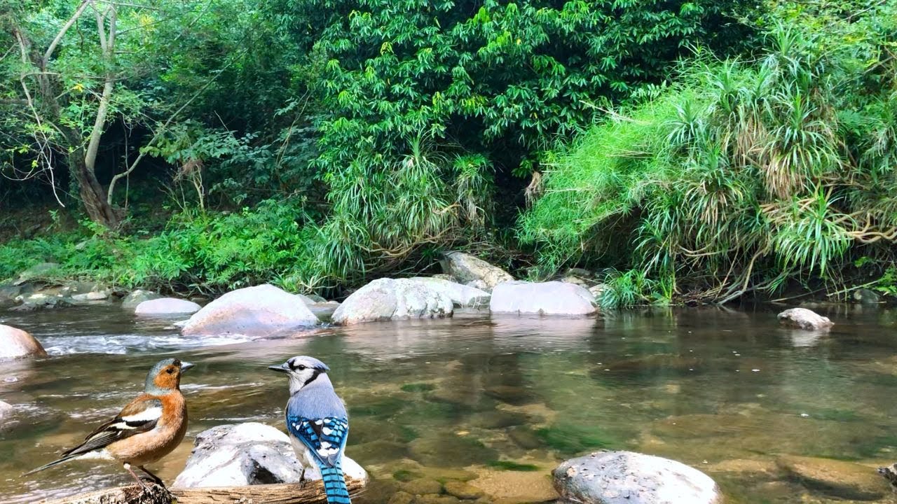 Morning Nature - Bird Songs and River Sounds for the Best Start of the Day, Beautiful Nature🍀🌿