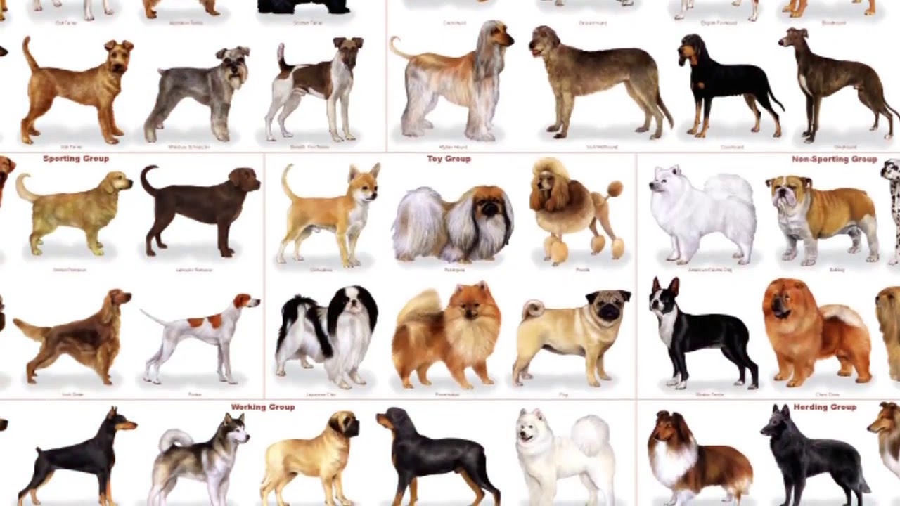 10 razas de perros que parecen lobos