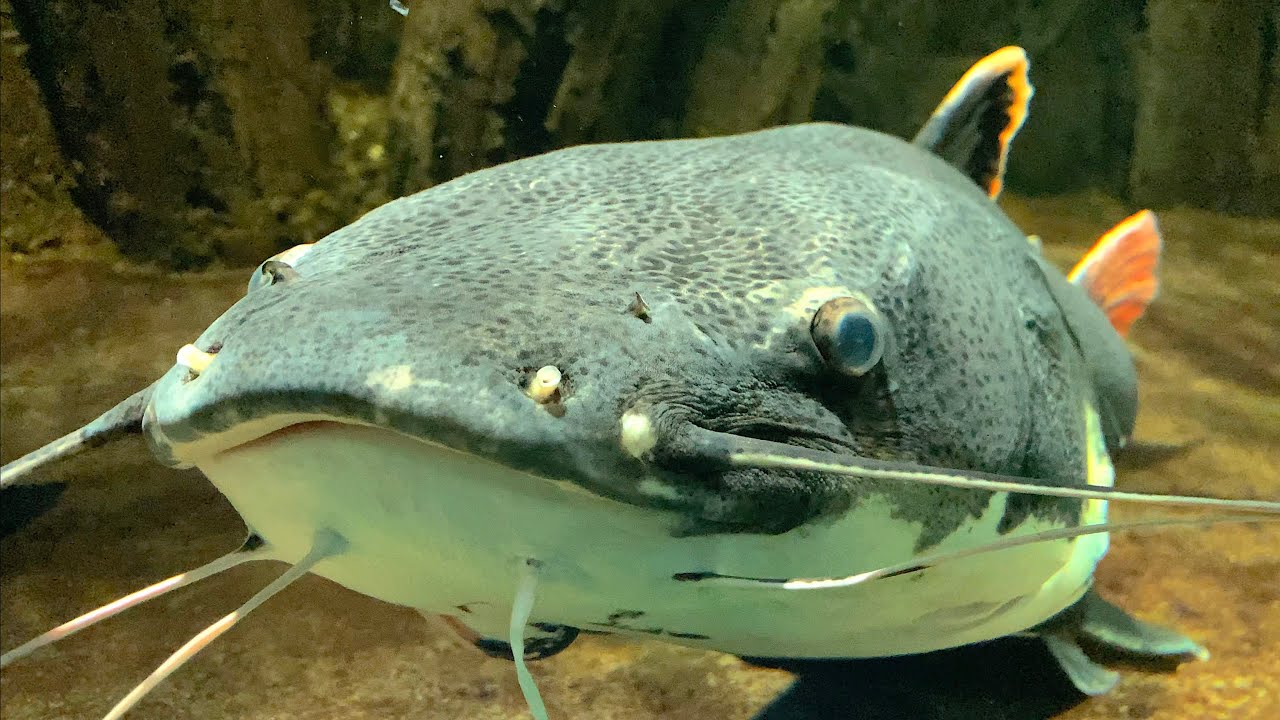 さいたま水族館　SAITAMA AQUARIUM