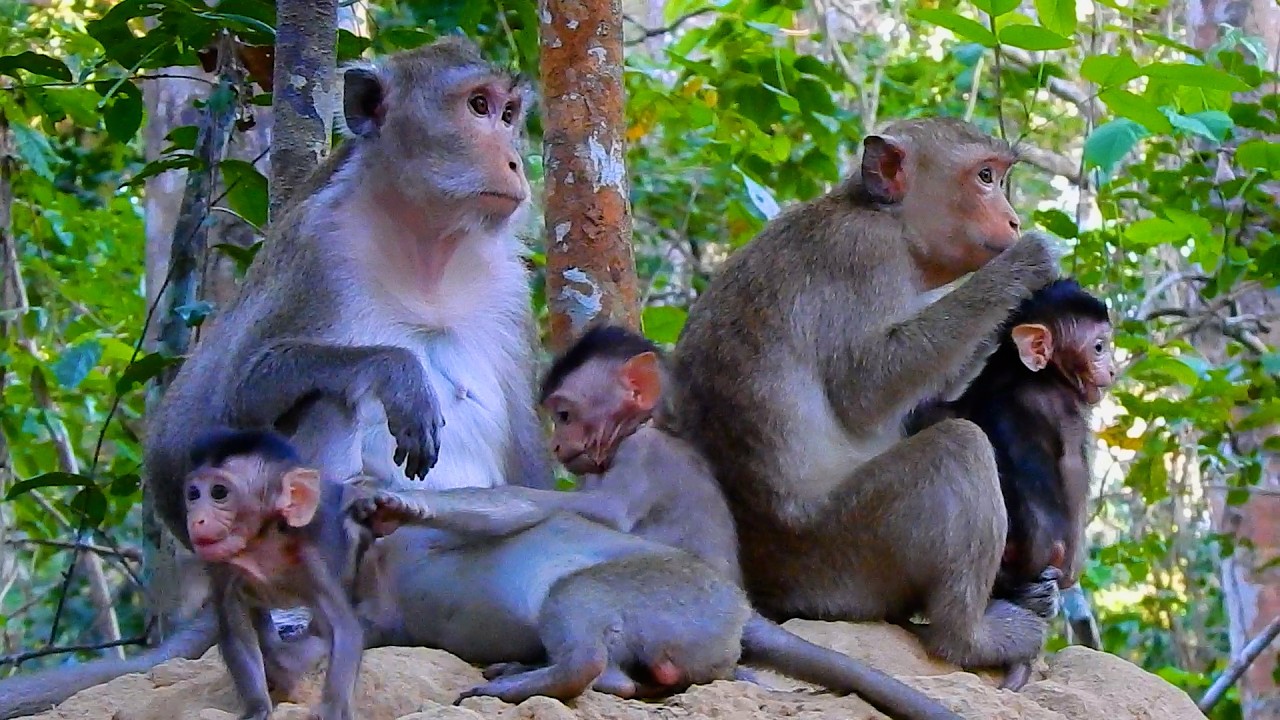 Not Bad! Amelia, Amina, Reza And Manuel Are Joyful In The Deep Jungle | @BuBuMonkeyTV