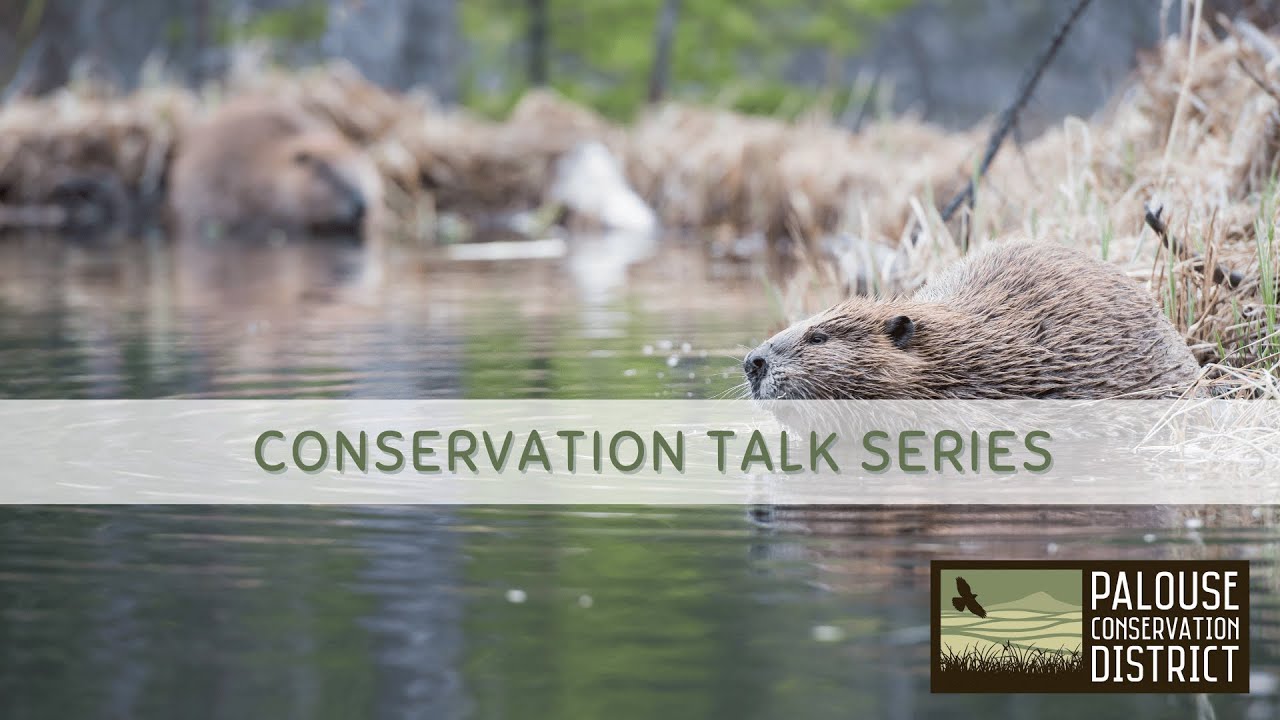 Conservation Talk Series | Living with Nature's Engineers