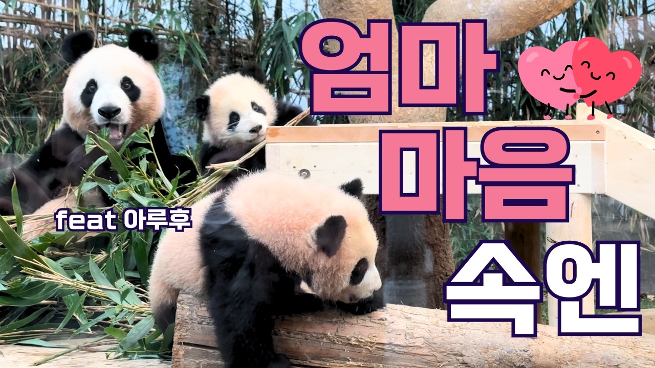 엄마 마음 속엔 (ft. 아이바오 루이바오 후이바오) | 바오리듬