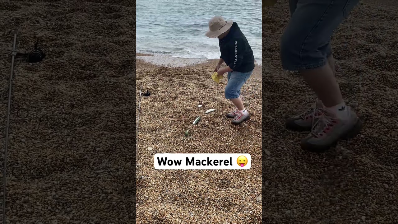 Mackerel fishing 2025