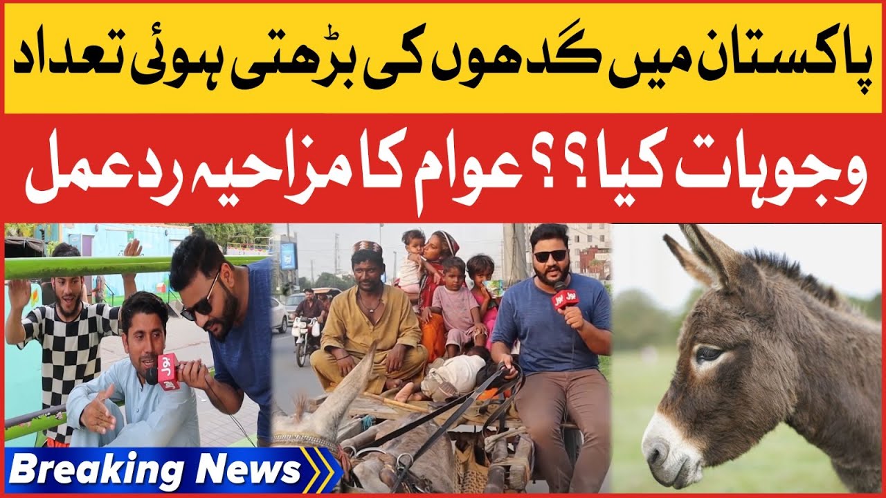 Funny Reaction Of People | Donkey Quantity Increased In Pakistan | Breaking News