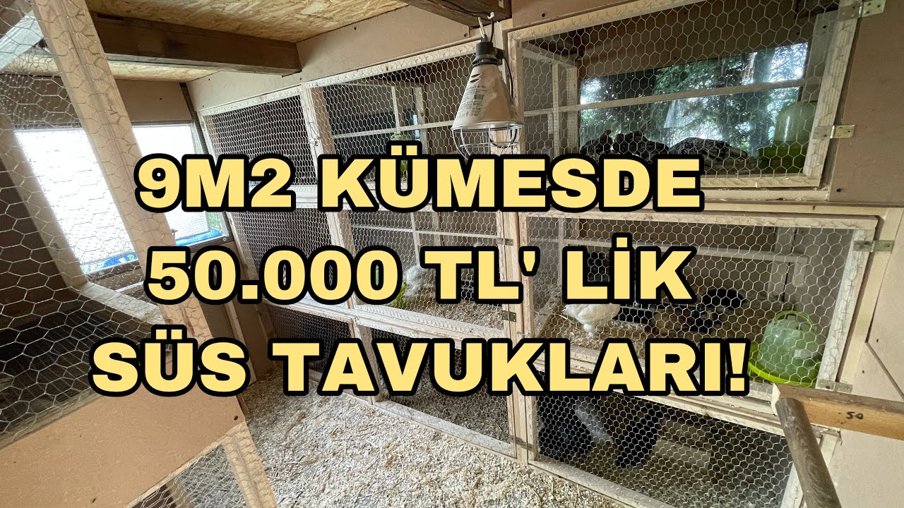 50.000 TL’ LİK CÜCE IRK SÜS TAVUKLARI 9M2 DE DAMIZLIK GURUPLARI HALİNDE NASIL BESLENİR !?